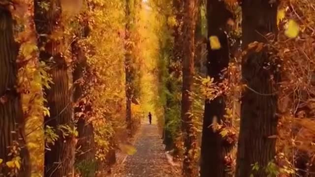 # autumn # fallingleaves # yellowleaves # relax # wonderful # wind # yellow