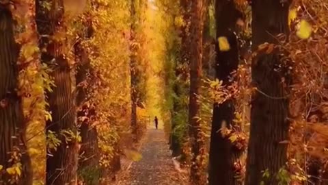 # autumn # fallingleaves # yellowleaves # relax # wonderful # wind # yellow