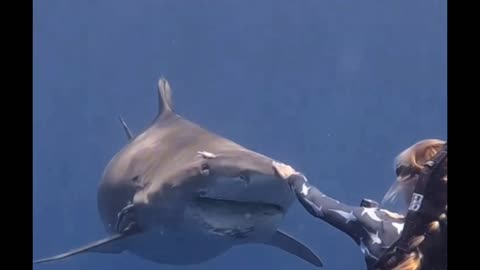 How To Gently Redirect A Tiger Shark Like Roxy 🦈💙🌊