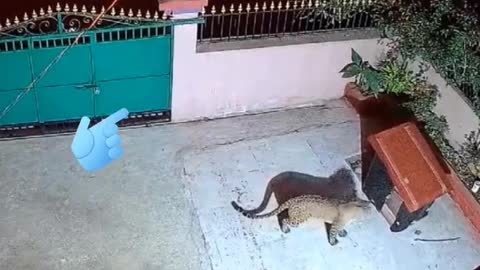 Scery animals