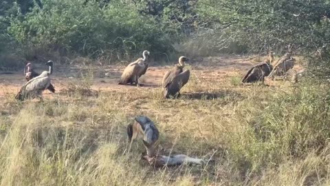 animal video# africa# khan#5567