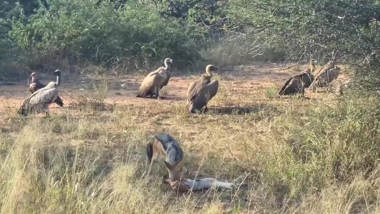 animal video# africa# khan#5567
