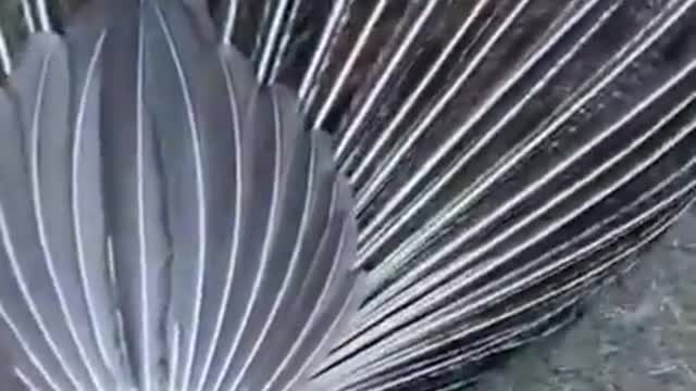 Funniest Dogs Best Of The 2022 Funny Cats Videos Funny Cats HD 2021
