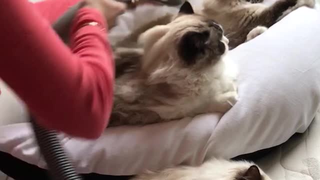 Cats love it to get vacuumcleaned