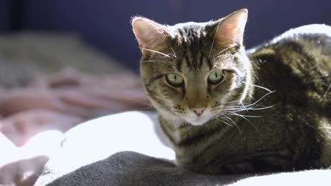 Cat relaxing on blanket in sunshine