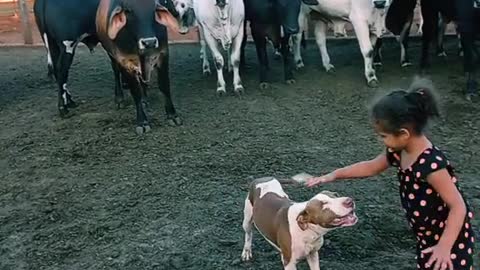 This dog fight with cows to protect the girl🥺 | must watch ❤