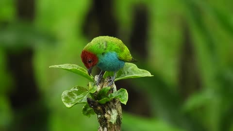 Beautiful bird standing on a branch