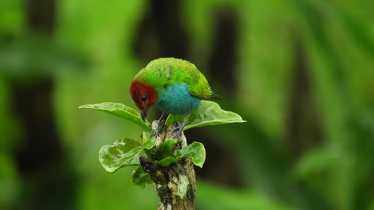 Beautiful bird standing on a branch