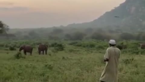 A beautiful African morning with elephants.. Wild safari nature..