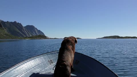 Dog visit for abouth