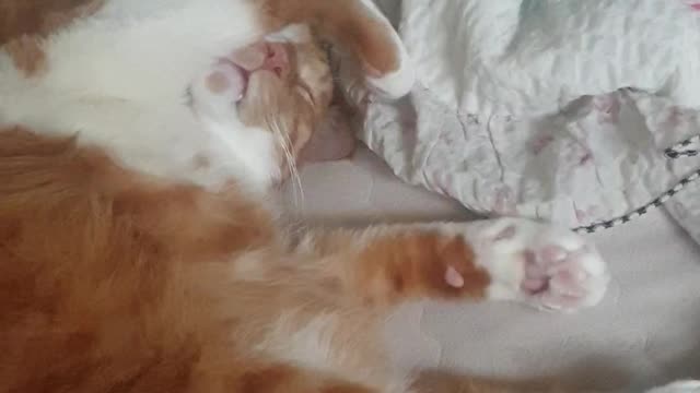 Rutil sleeping secretly touches his feet.