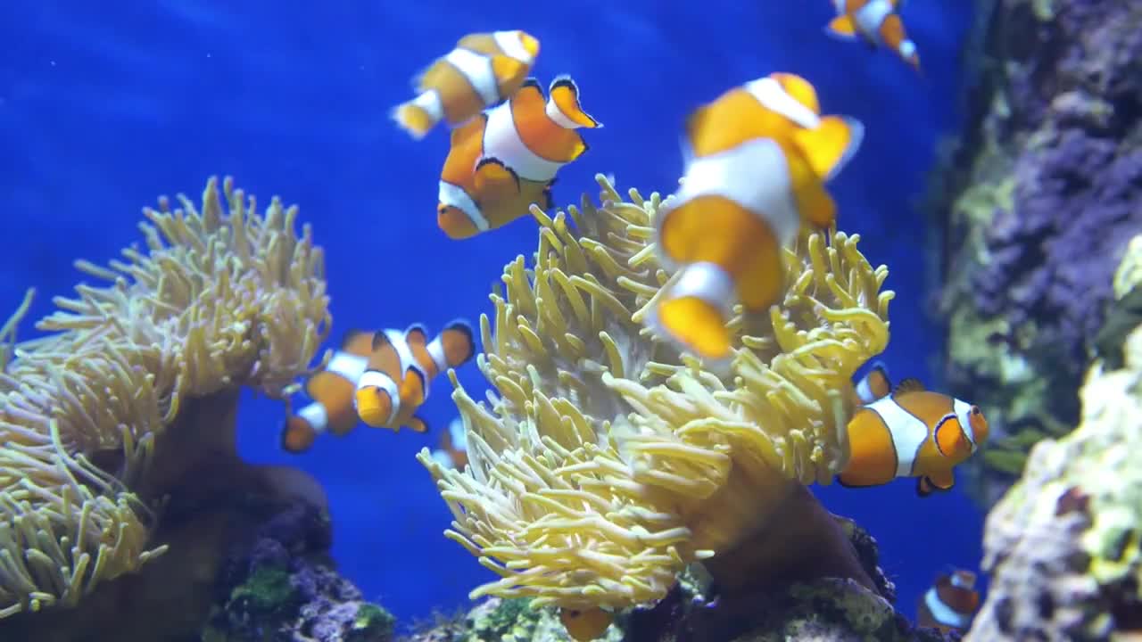 Authentic shot of a jellyfish free swimming in crystal clear water aquarium