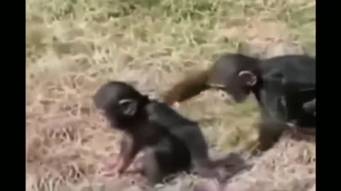 Hilarious Monkeys and Gorillas - Cute and Funny Animals