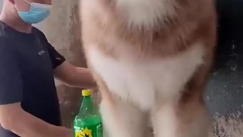 Cute dog🐕🥰🥰🥰