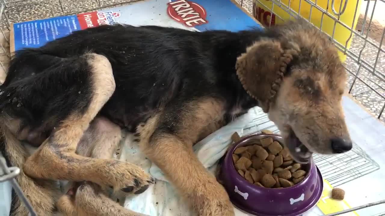 Psić s izrezanim ušima