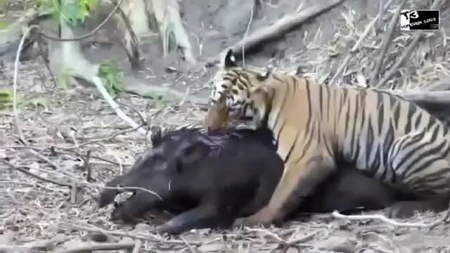 Wild tiger takes down the wild boar