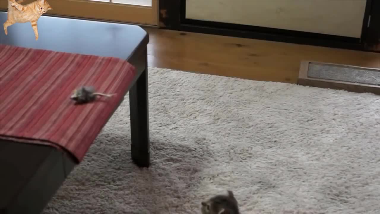 Funny cats falling - warning very funny