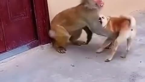 Funny monkey 🤣🤣 with cutee puppy #puppy #monkey #animals