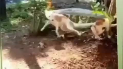 Dog 🐕 vs cat