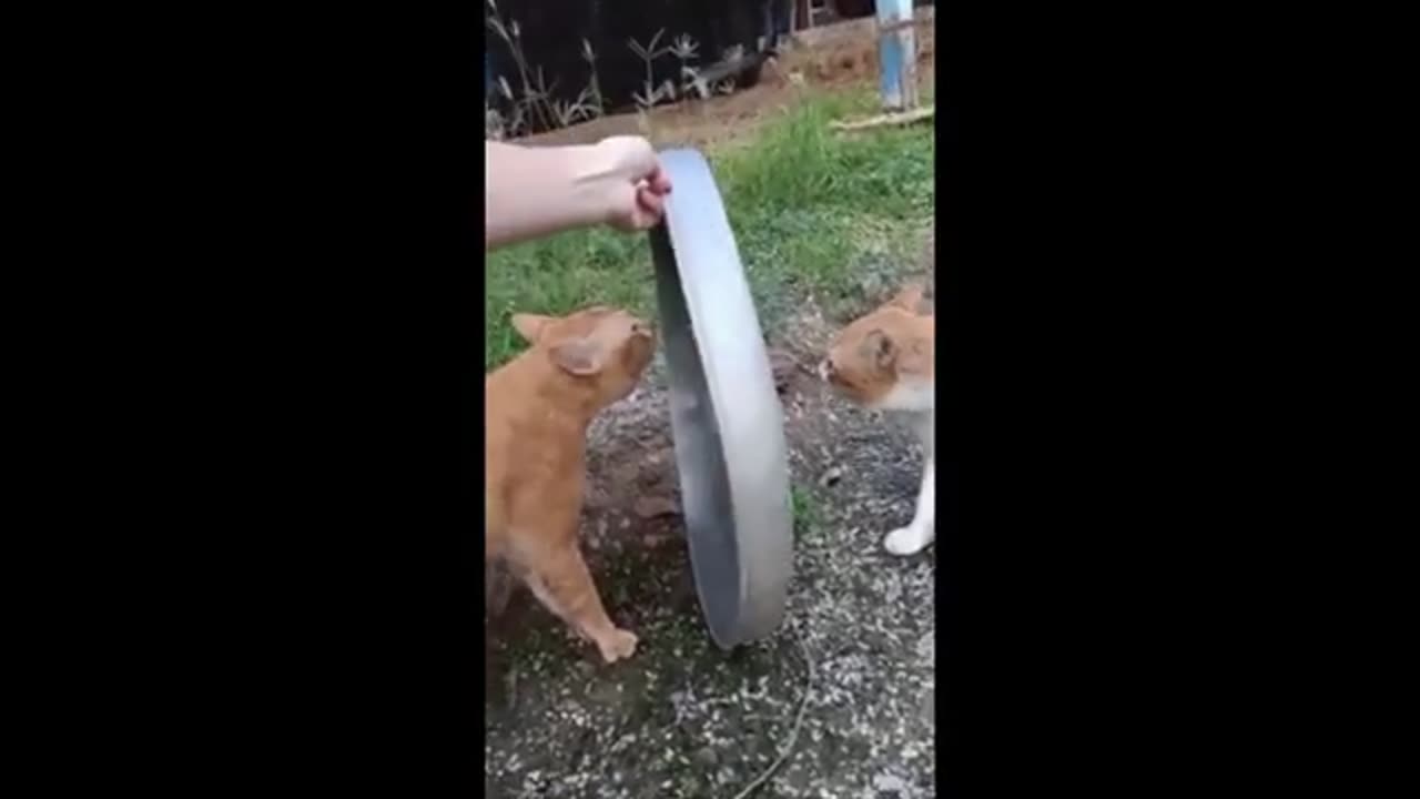 Title: "Cat-tastic Comedy: A Meow-nificent Compilation of Hilarious Feline Frolics! 😺🤣"