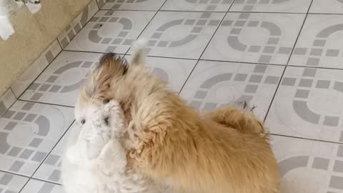 My shih-tzu puppy