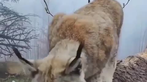 Funny tiger🐅🐅🐅🐅🐅