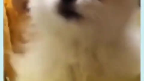 Cute Puppies Dogs Video Compilation-Giving Milk