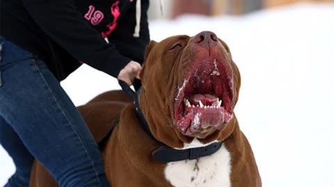 Dog training videos