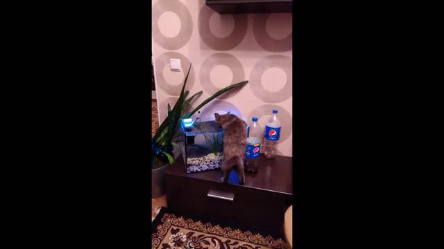 Cat drinks from aquariums