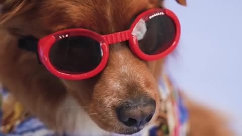 Cute and funny dogs videos