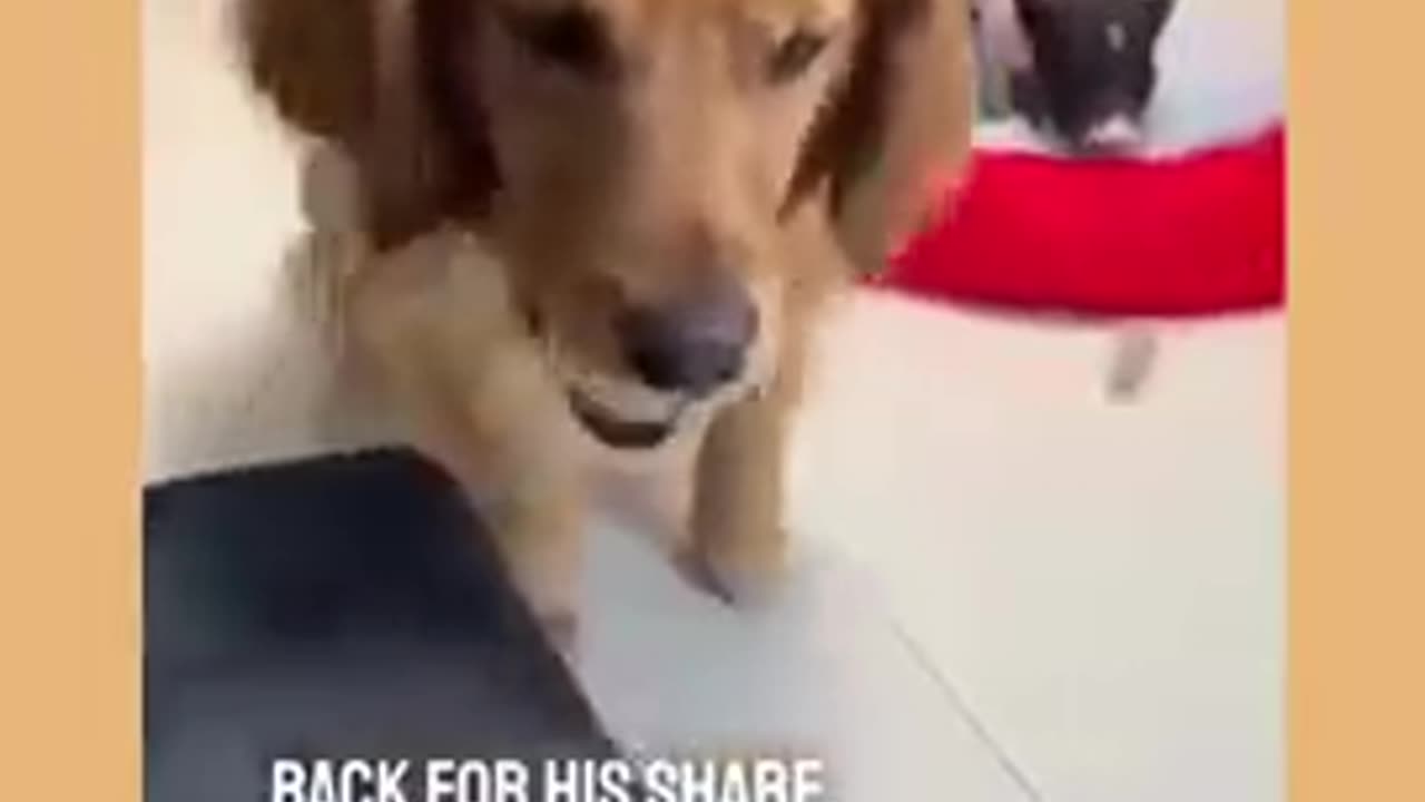 Heartwarming Story about Dog #shorts #dog #DoggoTales