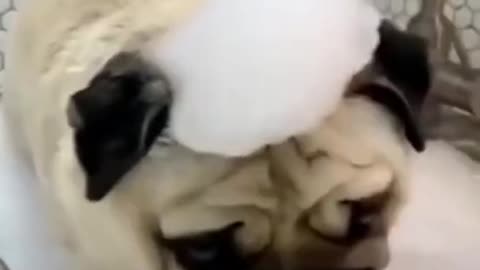 Cute Dog In Bath
