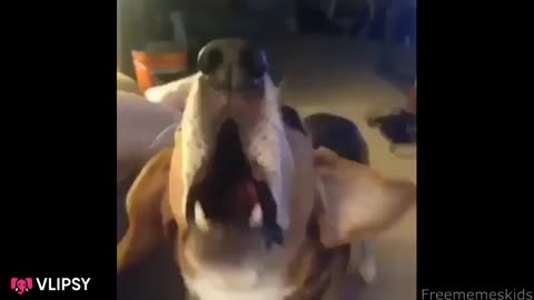 Fanny dog