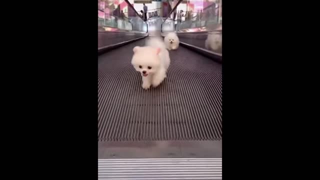 SO Cute Animals #funny #animals #Short