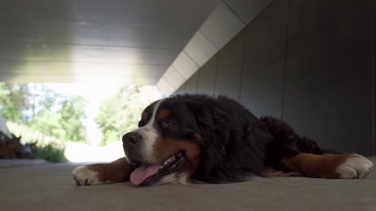 This Beautiful Dog Loves Getting Laid And Sticking Out His Tongue!