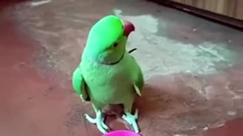 Beautiful tia bird 🐦 trending video