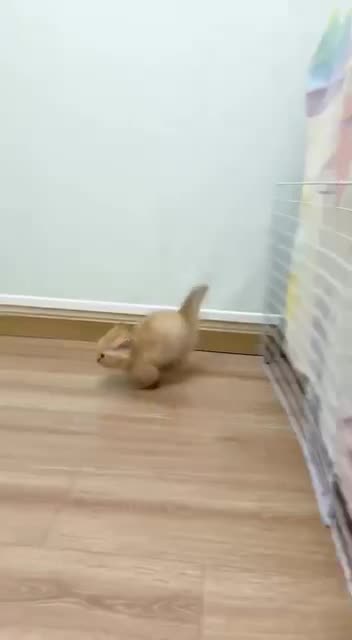 Cute little Poo disturber you are