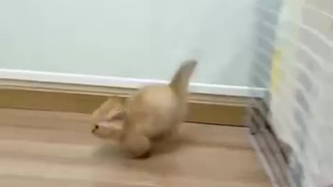 Cute little Poo disturber you are