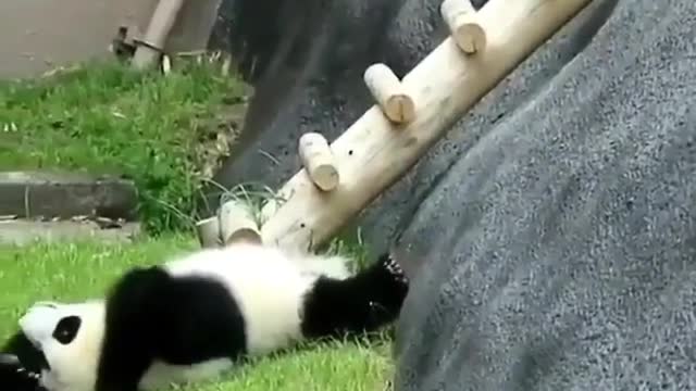 funny panda