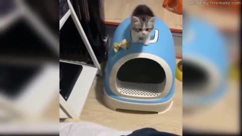 Funny cat video