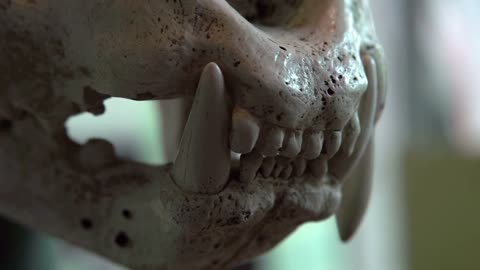 Tiger skull focus on teeth
