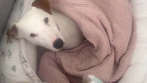 Rock-A-Bye Pupper