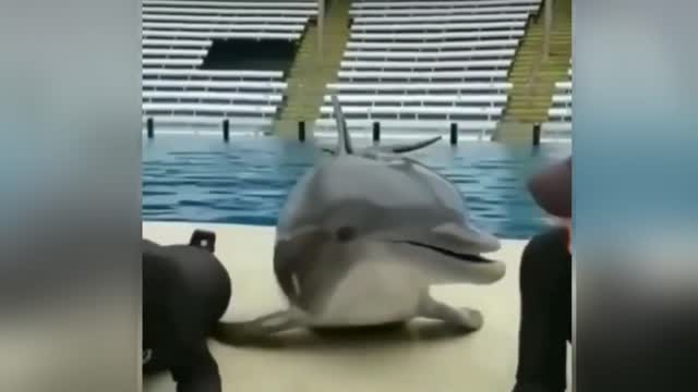 Cute dolphin with cute girls