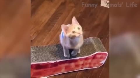 👍 Cats 😹 and dogs 🐶 more funny- try not to laugh