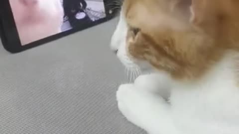 Cat dancing arabic music
