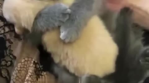 Cute kittens hugs puppy 🥰