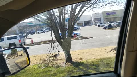 Geese Hanging out at Taco Bell