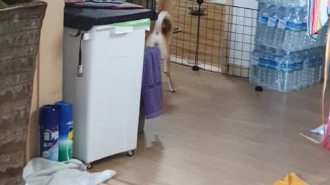 강아지들의 사회적 거리두기
