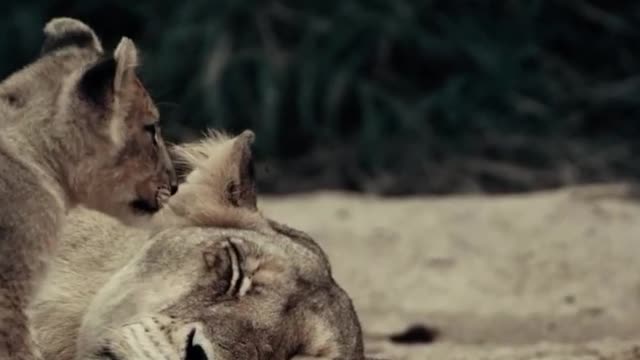Heartwarming scene of a lion cub and his mother