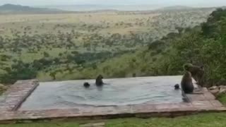 Wild monkeys jump into the water at lodge swimming pool